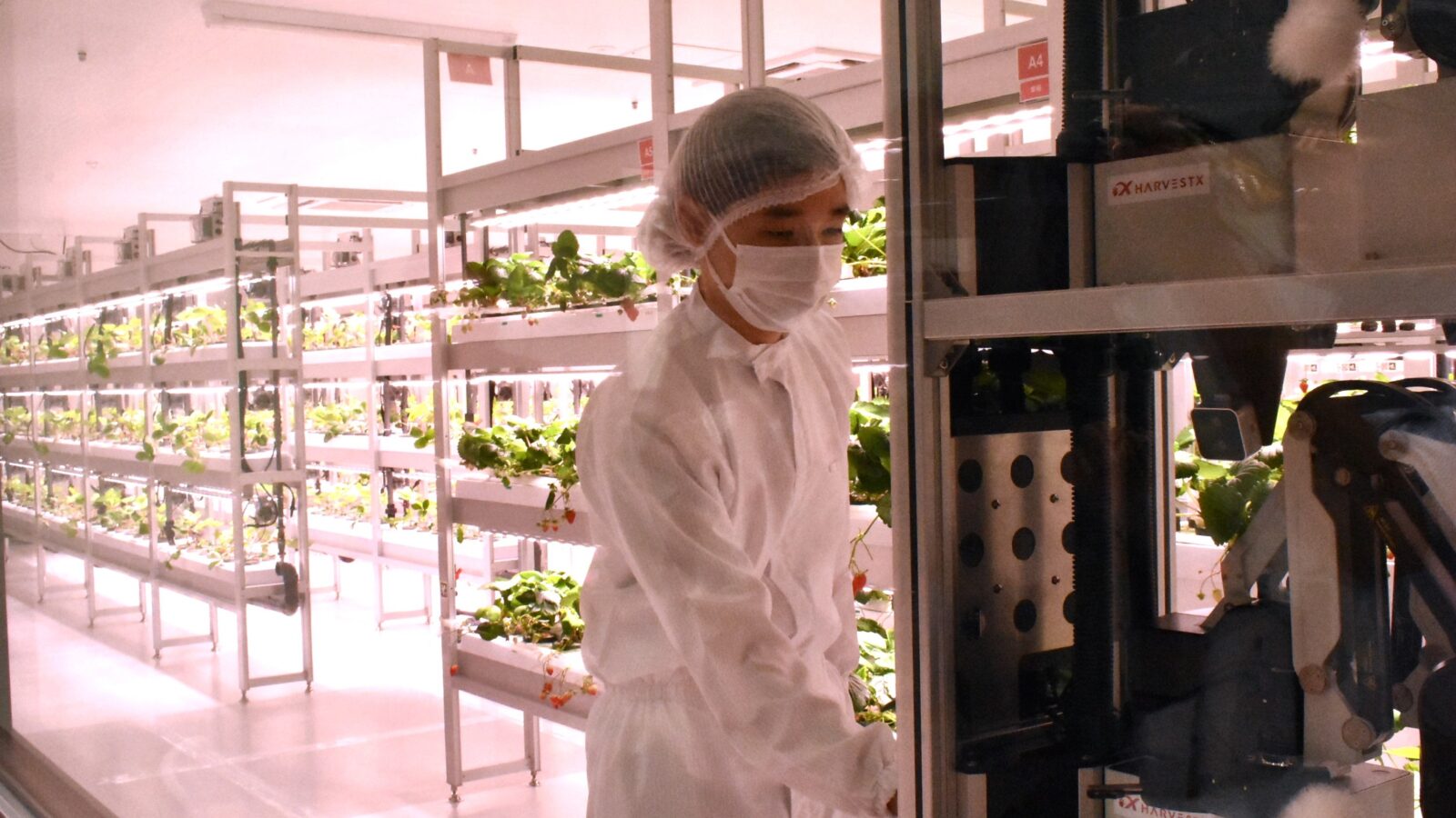 ミツバチの受粉動作をAIで「コピー」、イチゴ植物工場の東大発スタートアップが初の商業化案件